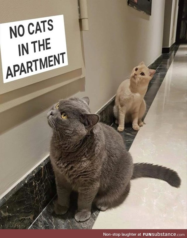 No CaTs In ThE aPaRtMeNt