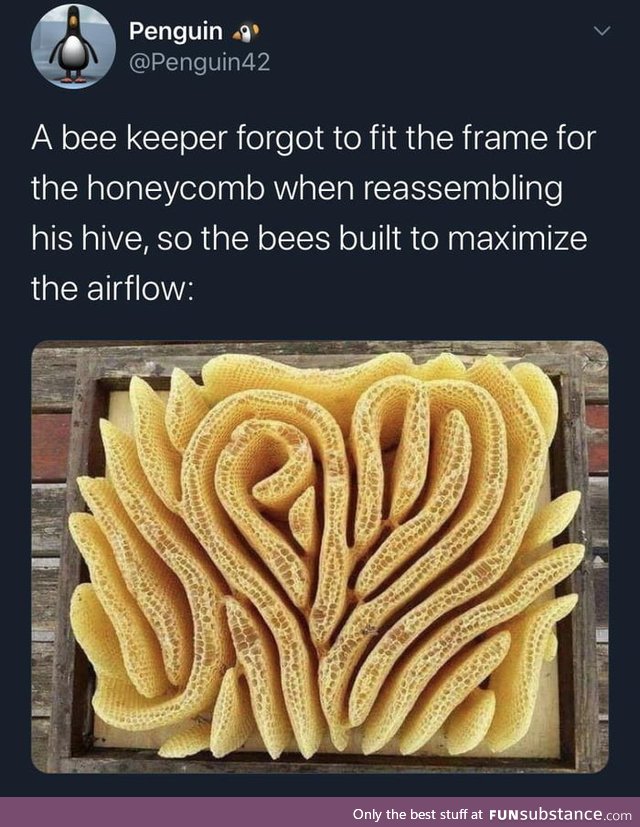 Beekeeper forgot to fit a frame, so bees built