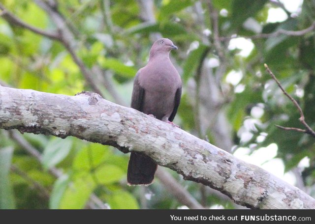Plumbeous pigeon (Patagioenas plumbea) - PigeonSubstance