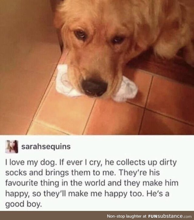 Proof that dogs are the greatest animal ever