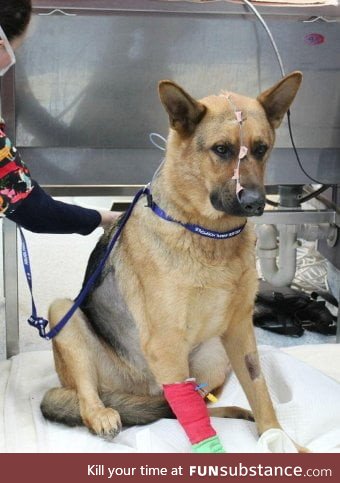 Police dog that got a door slammed in the face by 2 thives in Seatle later that month