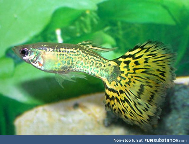 Fishy Fun Day #10: Green Cobra Guppy