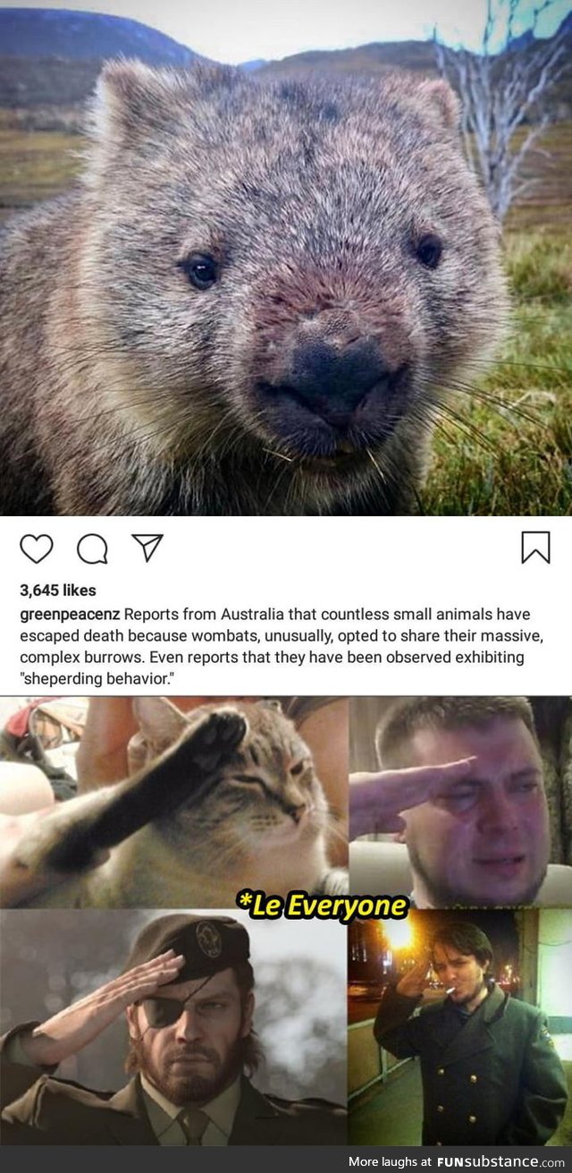 "Wombats" The Real MVP in the Game