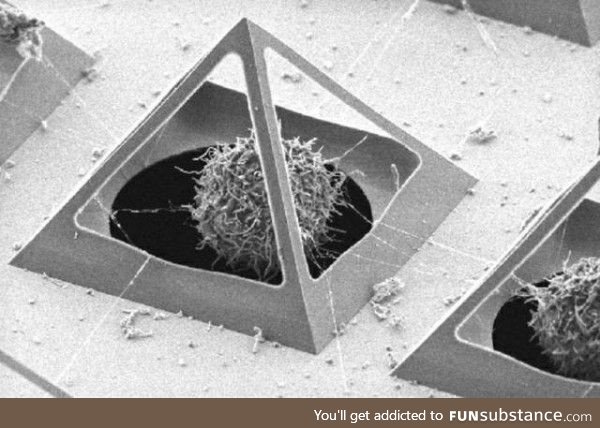 Researchers build pyramid cages to study living cells. Science!