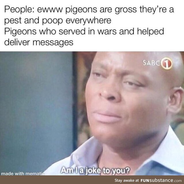 Pigeons are underrated for the most part