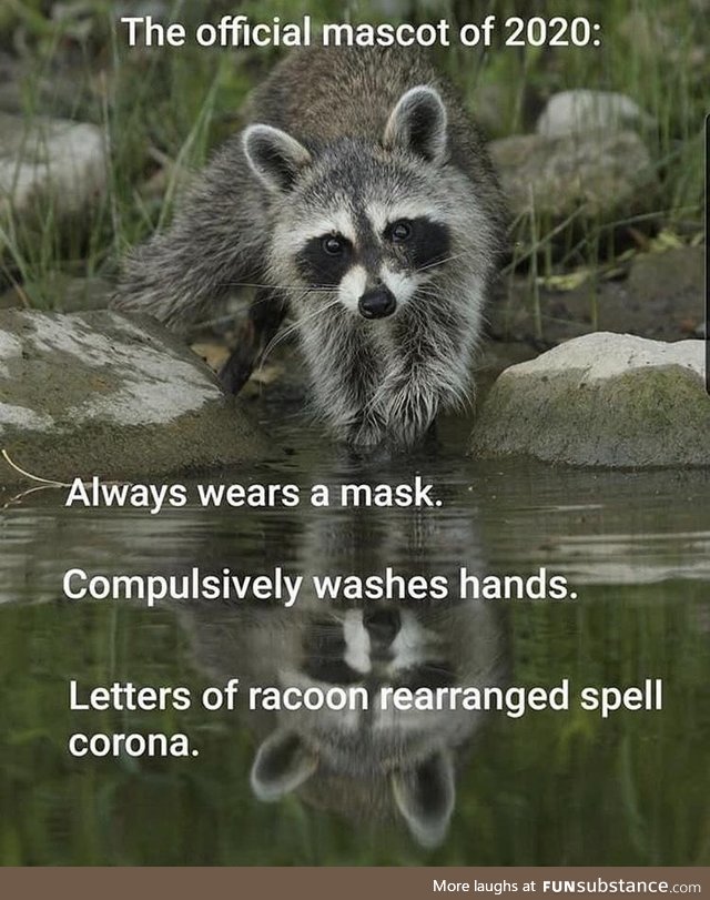 Year of the racoon
