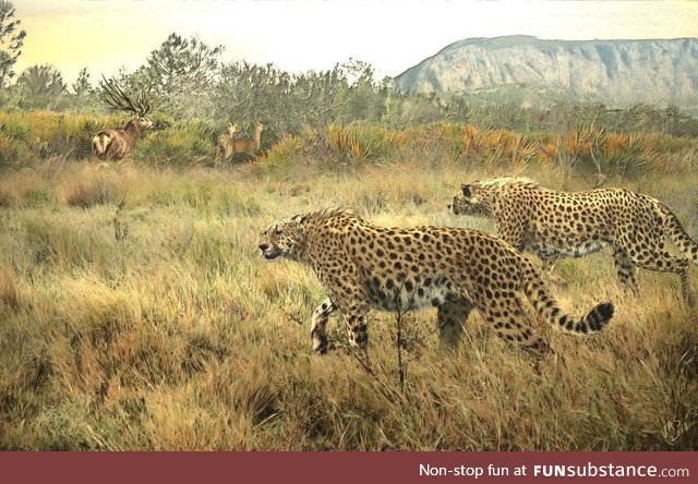 Daily Dose of Prehistory Revival 20 Acinonyx pardinensis FunSubstance