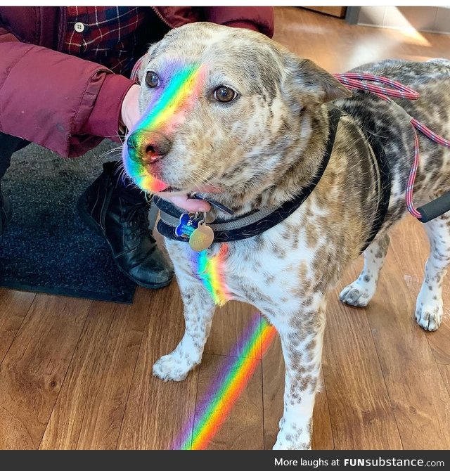 Nyan dog trying his best