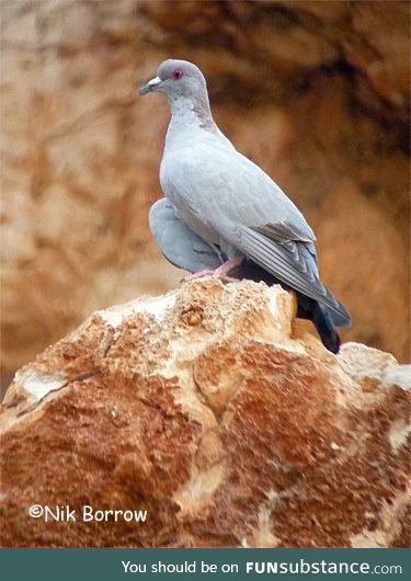 Somali pigeon (Columba oliviae) - PigeonSubstance
