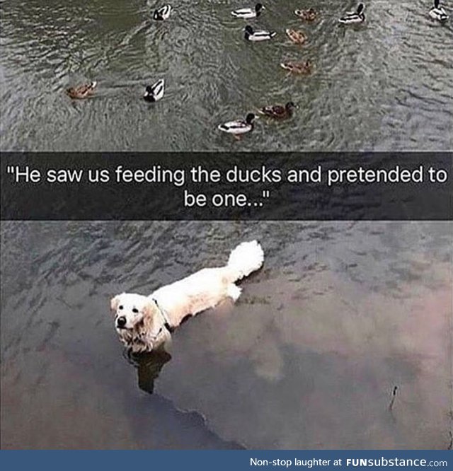 Dogs are the funniest