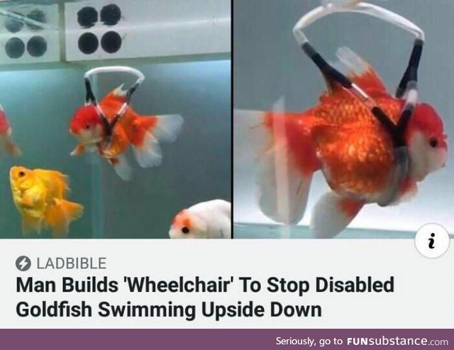 Is it still a wheelchair when it doesn't have wheels, a chair, and it's for a fish?