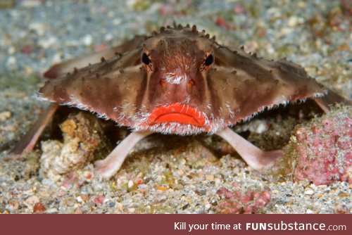 Fishy Fun Day #18: Red-Lipped Batfish @SuperDave