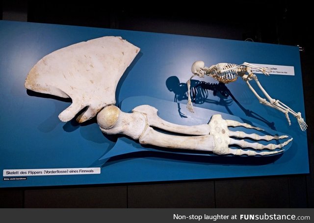 A whale hand next to the complete skeleton of a human