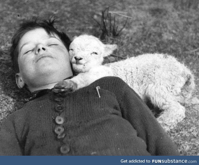 A baby lamb laying down with the second most deadly animal in the known universe, circa