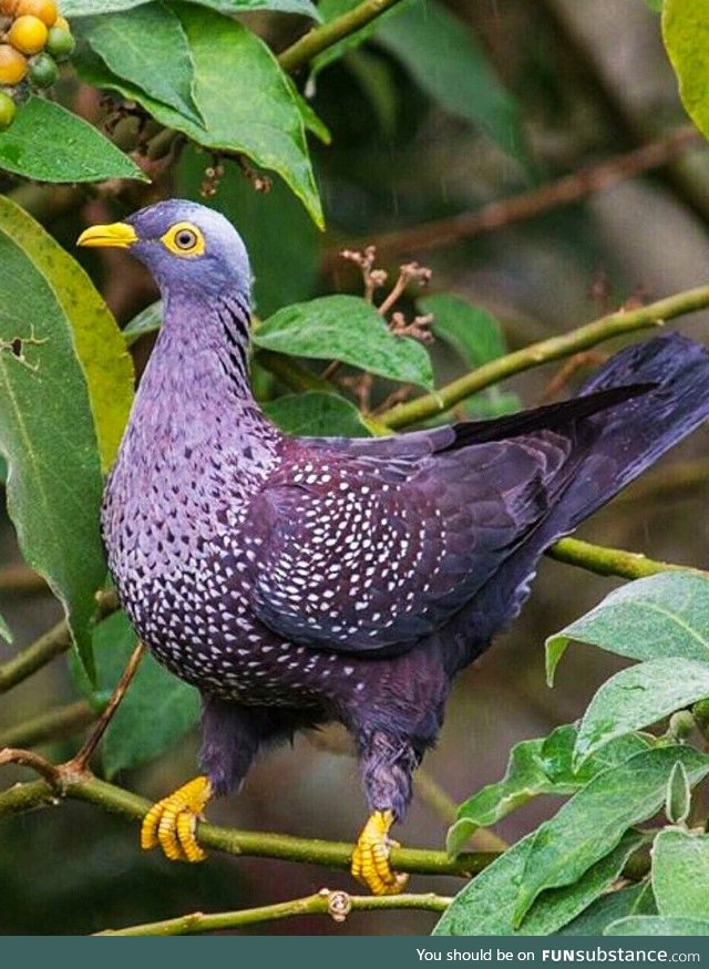 Cameroon olive pigeon (Columba sjostedti) - PigeonSubstance