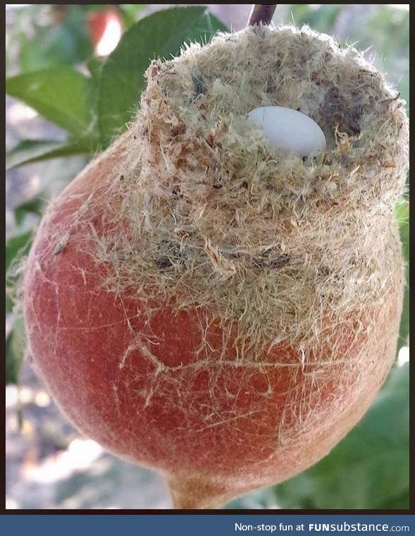 A hummingbird nest on a peach