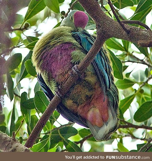 Red-bellied fruit dove (Ptilinopus greyi) - PigeonSubstance