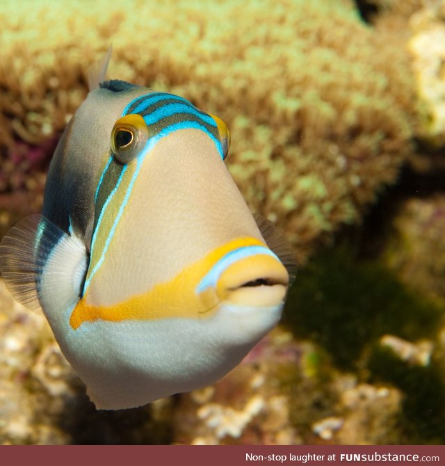 Fishy Fun Day #21: Reef Triggerfish @changetheworld