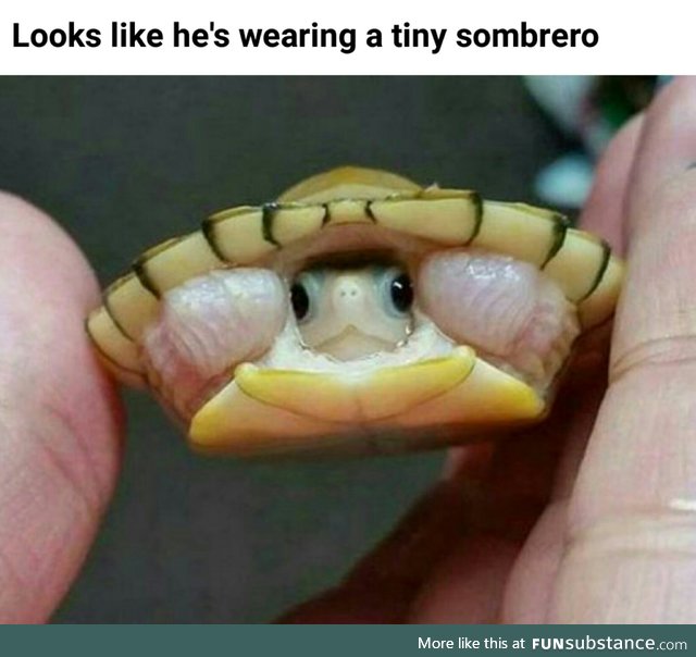 Tiny Turtle Sombrero. You will see nothing more important than this all day