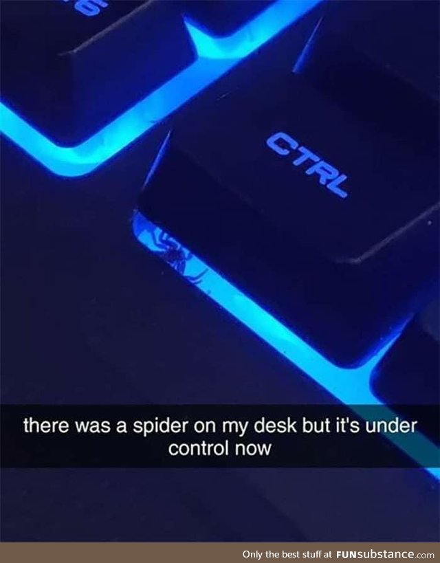 When there's a spider on your desk but you've got it under control