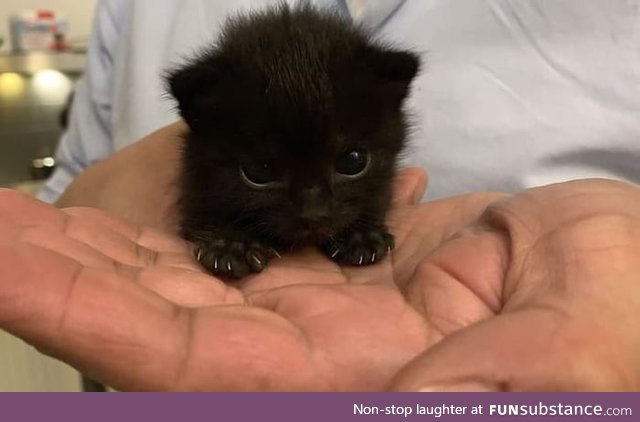 Adorable jet black kitten