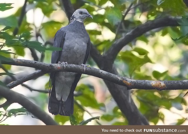 Ashy wood pigeon (Columba pulchricollis) - PigeonSubstance