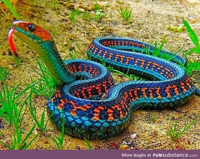 14 Images Of Colorful Snakes From Around The World (FUNblog)