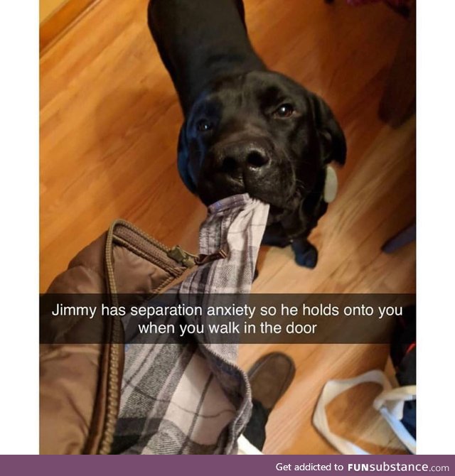 I would never leave you, doggo Jim