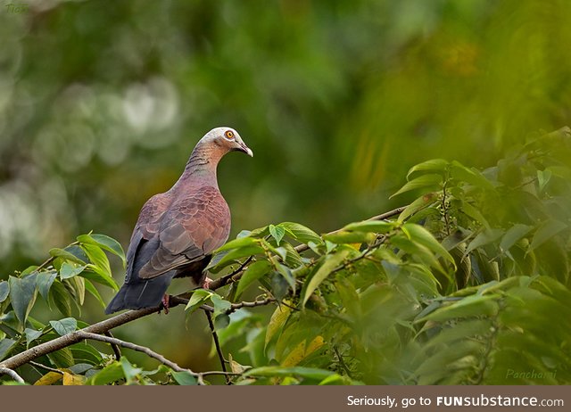 Pale-capped pigeon (Columba punicea) - PigeonSubstance