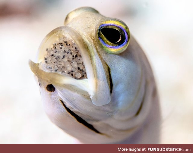 Fishy Fun Day #23: Jawfish @snowbeast