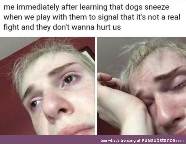 The sneeze of companionship