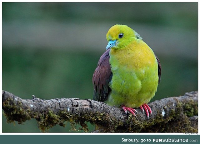 Wedge-tailed green pigeon (Treron sphenurus) - PigeonSubstance