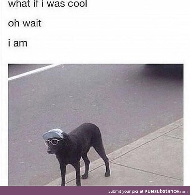 Doggo is the coolest