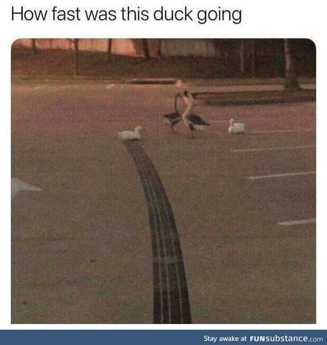 Too duck too furious