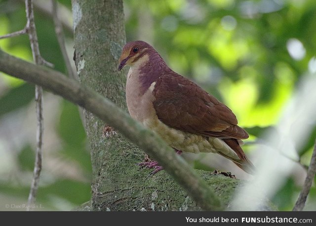 Ruddy quail-dove (Geotrygon montana) - PigeonSubstance