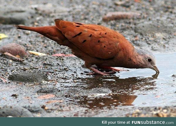 Ruddy ground dove (Columbina talpacoti) - PigeonSubstance