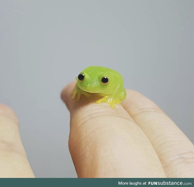 Tiny green frog looks like a gummy treat