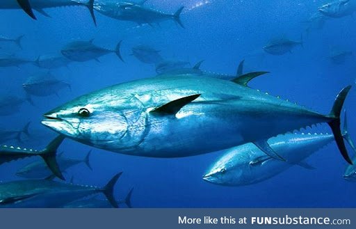 Fishy Fun Day #27: Bluefin Tuna @grandahi