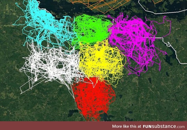 Movement of six different wolf packs over a four month period