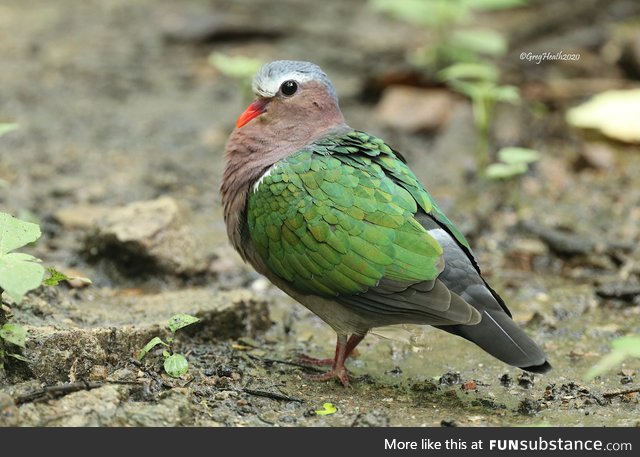 Common emerald dove (Chalcophaps indica) - PigeonSubstance