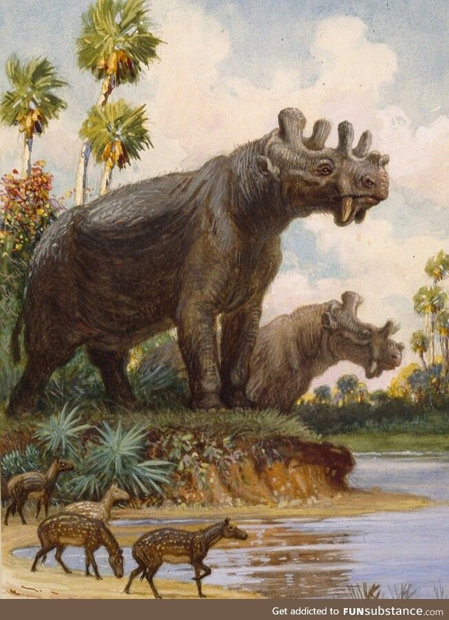 Daily Dose of Prehistory Revival 31: Uintatherium anceps