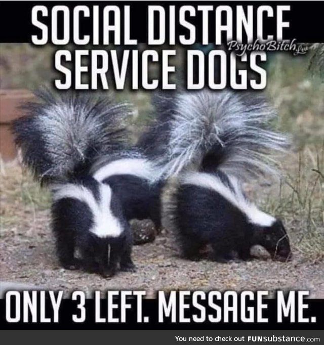 Social Distance Service Dogs
