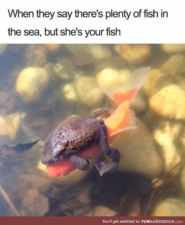 Fishy Fun Day #28: Meme Edition