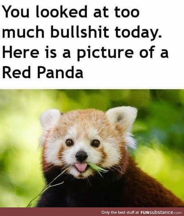 Red Pandas > Bullshit