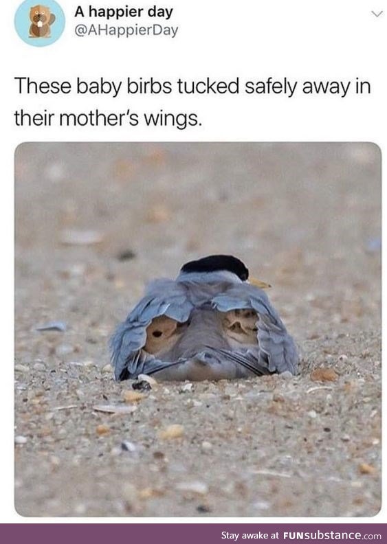 Birbs in their mama's wings