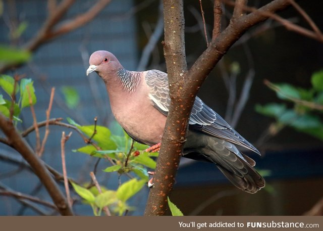 Picazuro Pigeon (Patagioenas picazuro) - PigeonSubstance