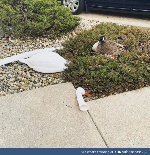 Tried to use a decoy to send a message. The goose received it and sent one back