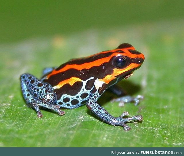 Froggo Fren #114 - Ranitomeya amazonica