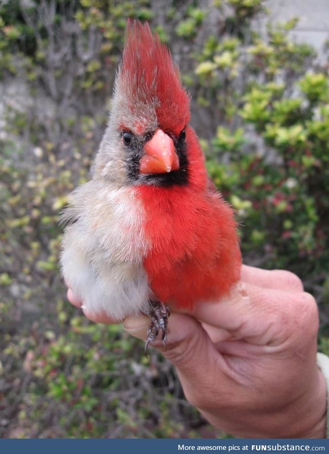 A northern cardinal found in Texas with bilateral gynandromorphism, a rare phenomenon