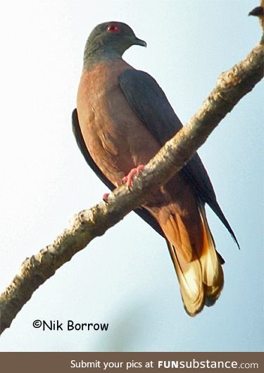 Western bronze-naped pigeon (Columba iriditorques) - PigeonSubstance